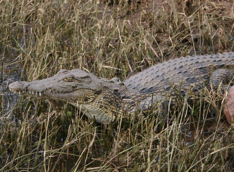 Chobe National Park boot safari krokodil Botswana