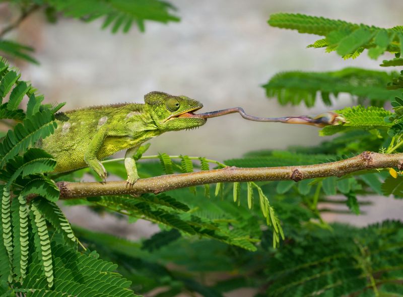 Groepsreis Madagaskar Joker lemuur kameleon