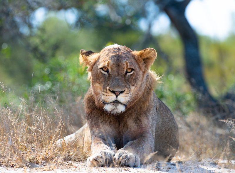 Groepsreis Zuid-Afrika Greater Kruger leeuw safari