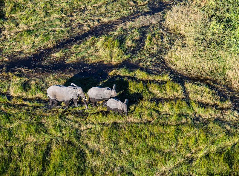 Groepsreis Botswana Okavango Delta olifanten