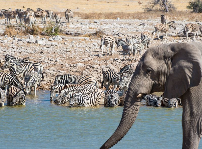 Groepsreis Comfort Etosha Namibië safari olifant en zebra's