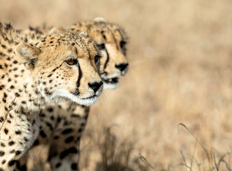 Groepsreis Comfort Zuid-Afrika en Mozambique Sunway Safaris