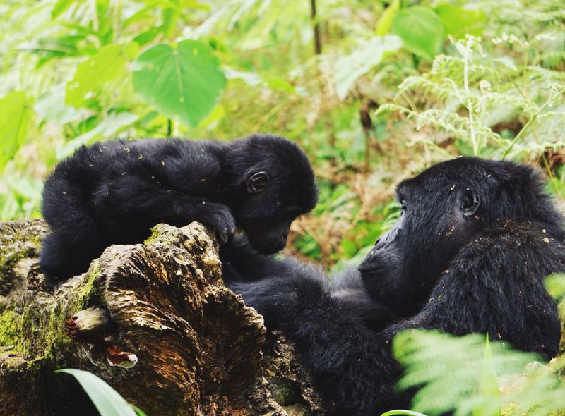 Groepsreis Oeganda gorilla's in Bwindi National Park