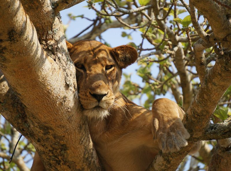 Groepsreis Oeganda boomklimmende leeuwen in Queen Elizabeth NP Ishasha sector