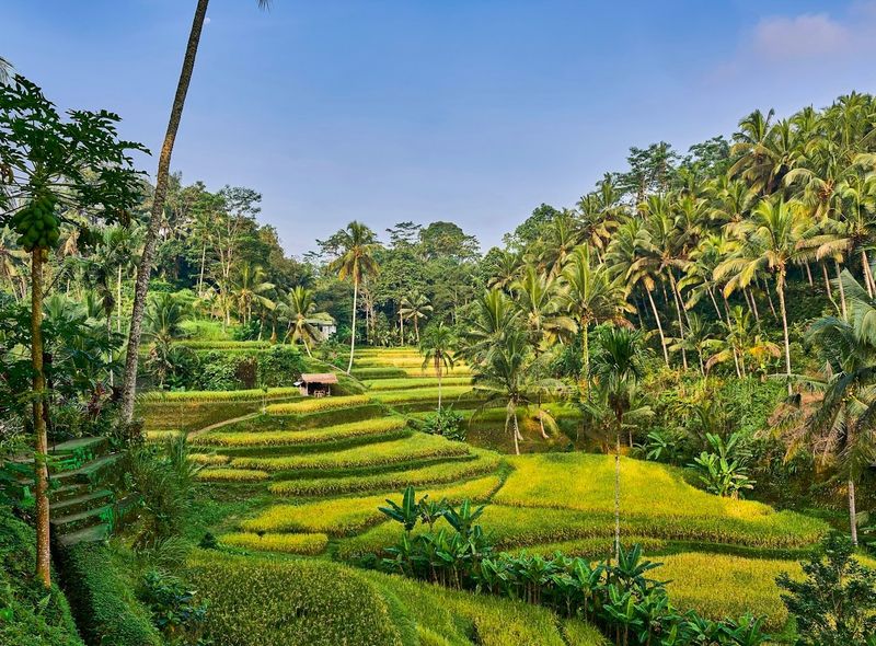 Bali rijstveld