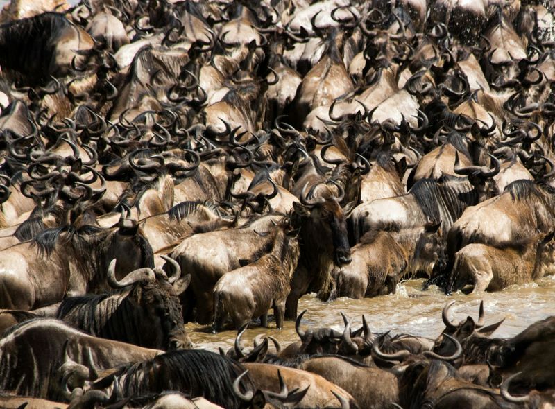 Kenia en Tanzania groepsreis Serengeti en Maasai Mara Great Migration van gnoes en zebra&#039;s