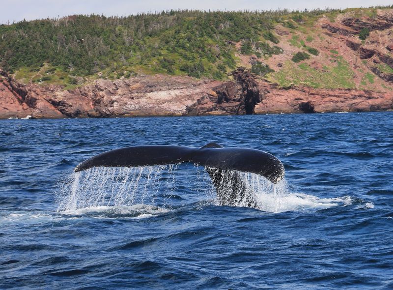 Groepsreis Canada Newfoundland
