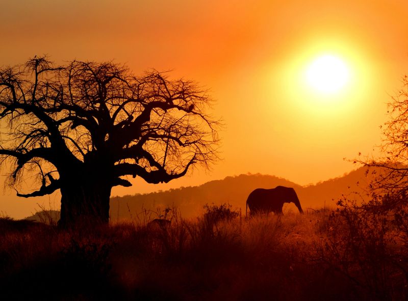 tanzania ruaha national park wildlife jeepsafari Afrika