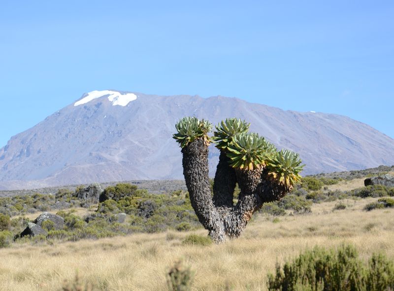 Kilimanjaro berg Tanzania Afrika beklimming trekking