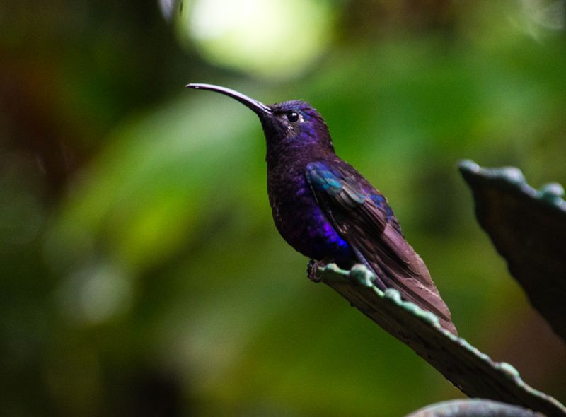 Kolibrie in Rust, Costa Rica