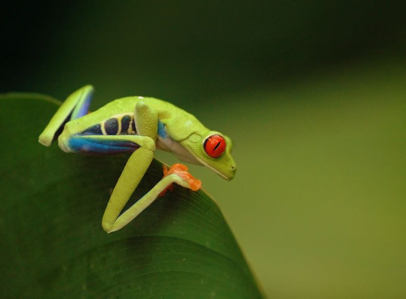 Kikkers in Arenal National Park Costa Rica