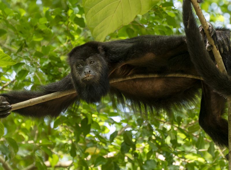 Palenque mono araña
