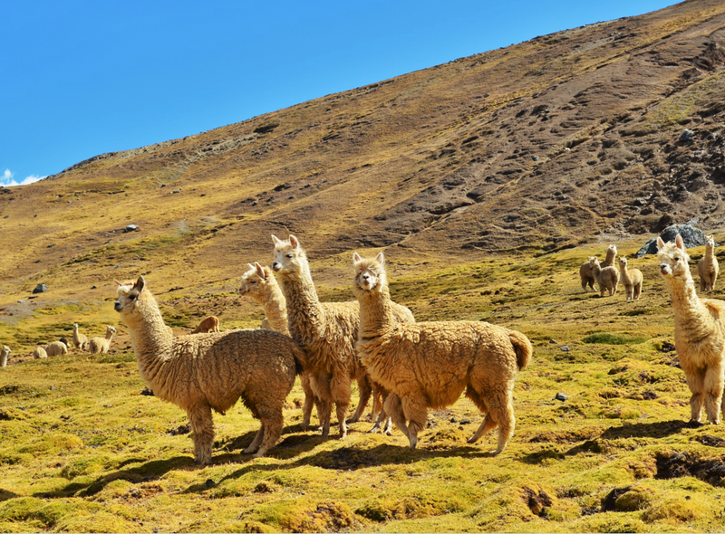 Alpaca&#039;s in Peru