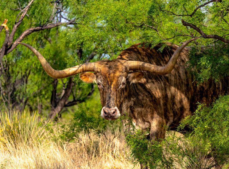 (c) Travel Texas