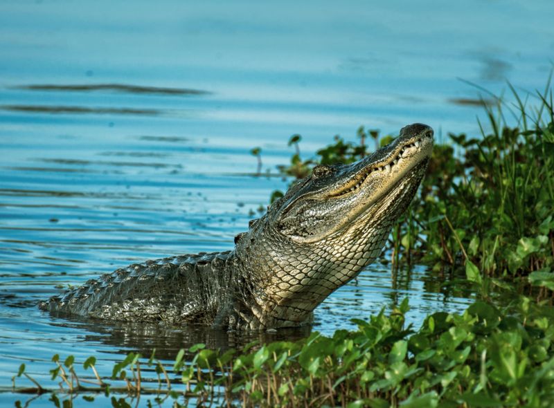 Roadtrip Florida USA Amerika Zuiden rondreis huurwagen selfdrive