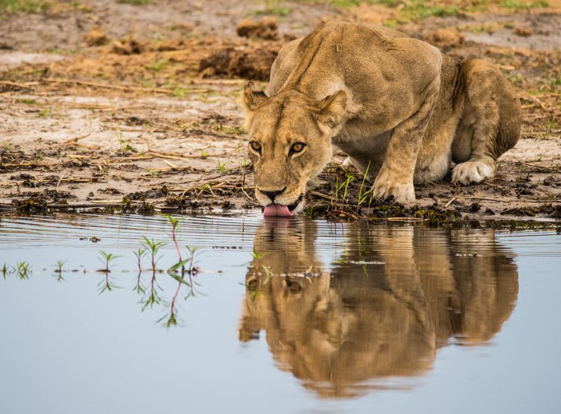 Leeuw Delta - Birger Strahl