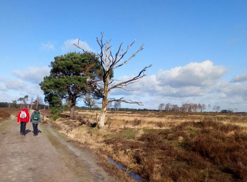 Kalmthoutse Heide - wandelen langs GR-paden