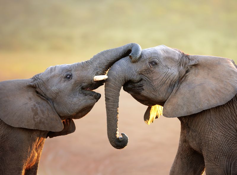 Selfdrive Zuid Afrika fly &amp; drive slow travel natuur national park wildlife