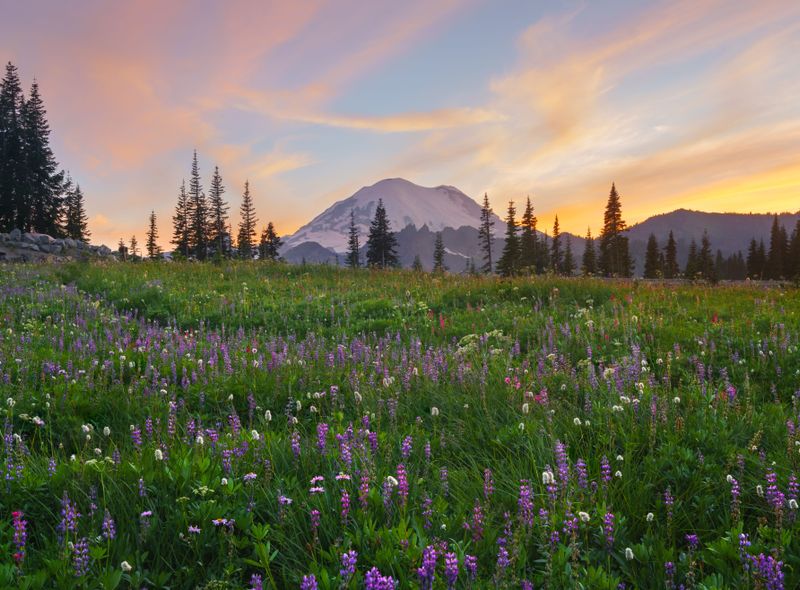 Wilde bloemen in Mount Rainier National Park, Washington, USA
