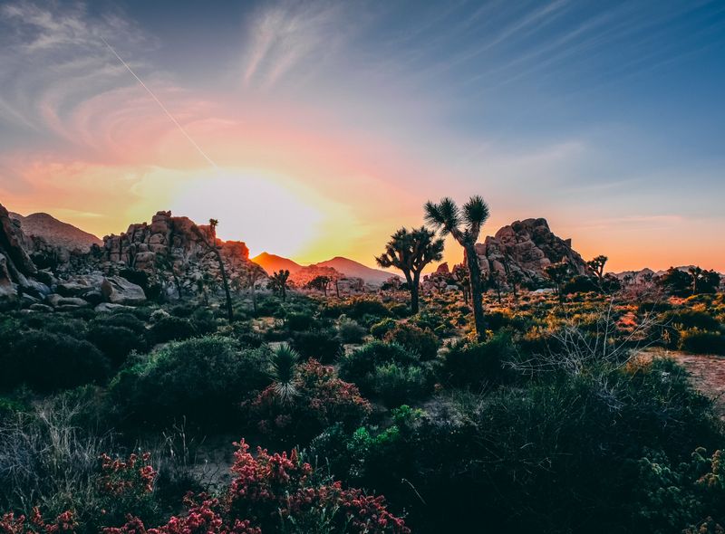 Joshua tree