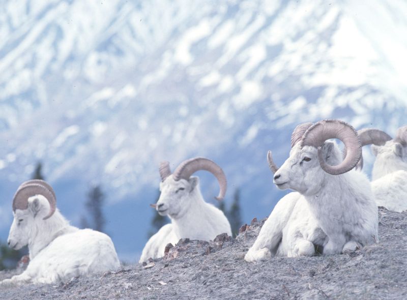 Kluane National Park Sheep Montain Yukon Territory Canada