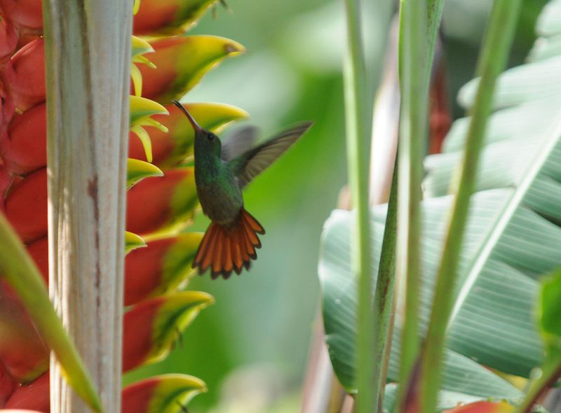 Kolibrie in Costa Rica