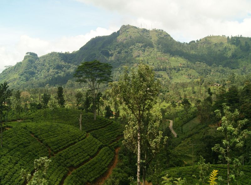 Treinrit Sri Lanka rondreis natuur privéchauffeur