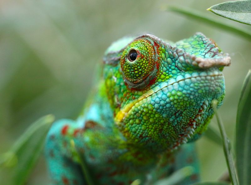 Madagaskar rondreis zuiden gids chauffeur 4x4 Ranomafana NP Isalo Ifaty wildlife lemuren