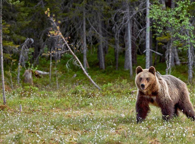 Grizzly Beer West Canada Wildlife