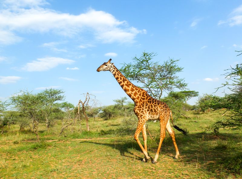 Tanzania safari serengeti giraf rondreis afrika