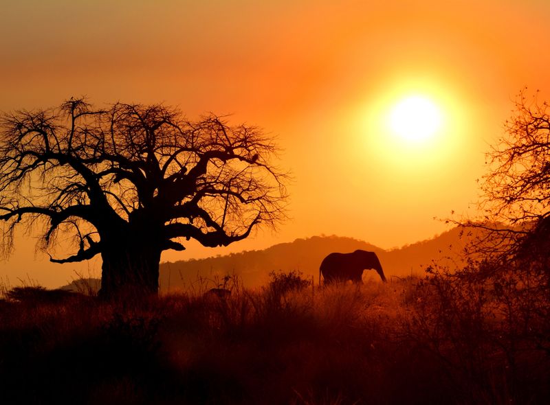 Tanzania - Ruaha NP - baobab olifant zonsondergang