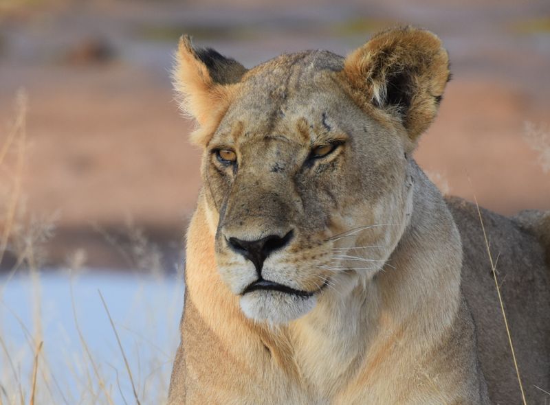 Tanzania - Ruaha NP- leeuw - rivier