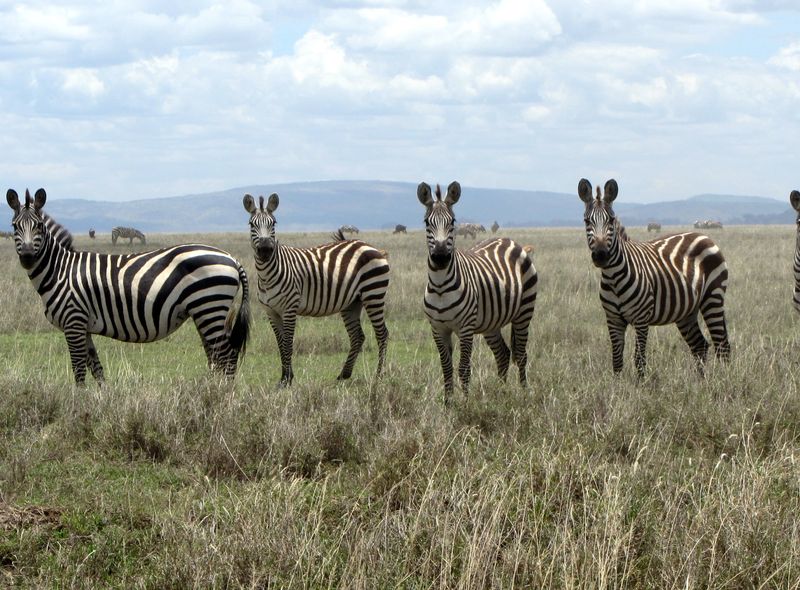 Safari Zebra Savanne Grote trek