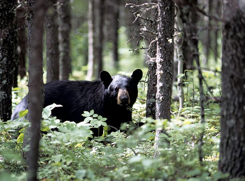 Canada roadtrip camper beer wildlife