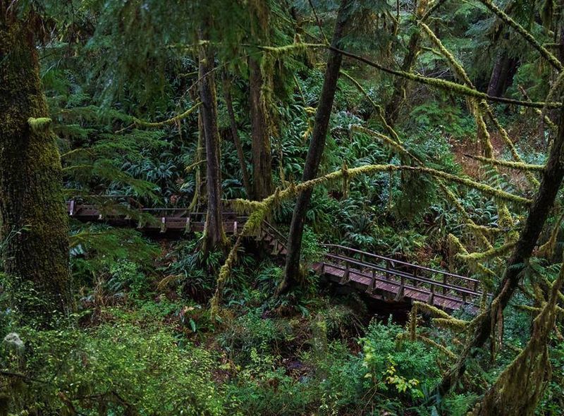 Vancouver Island regenwoud Brits-Columbia roadtrip Canada