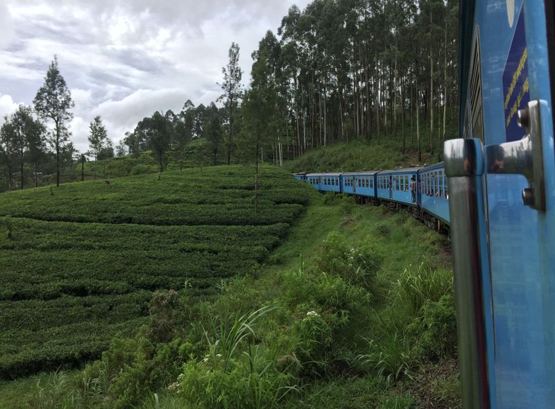 Sri Lanka treinrit theeplantage