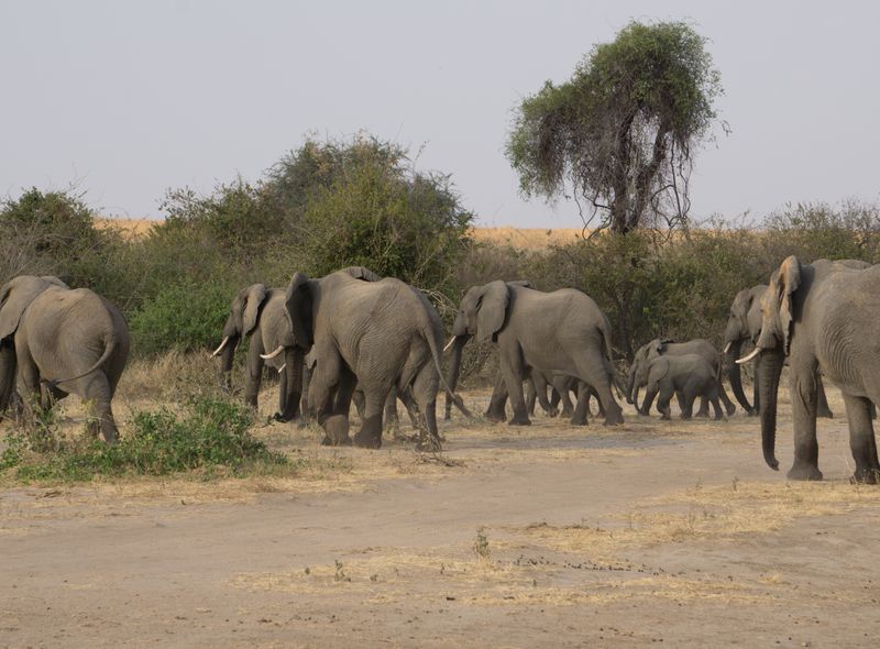 Groepsreis Tanzania safari olifanten