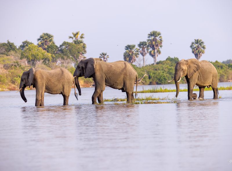 Tanzania -Nyerere National Park - bootsafari - Impala tented Camp