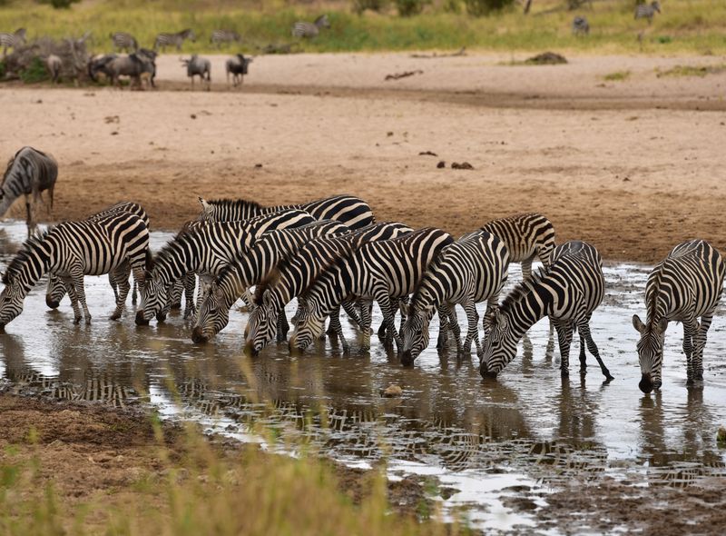 Safari tanzania afrika wildlife tarangire