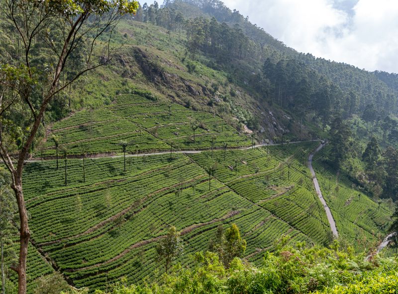 Theeplantages Sri Lanka Koen Vermeersch