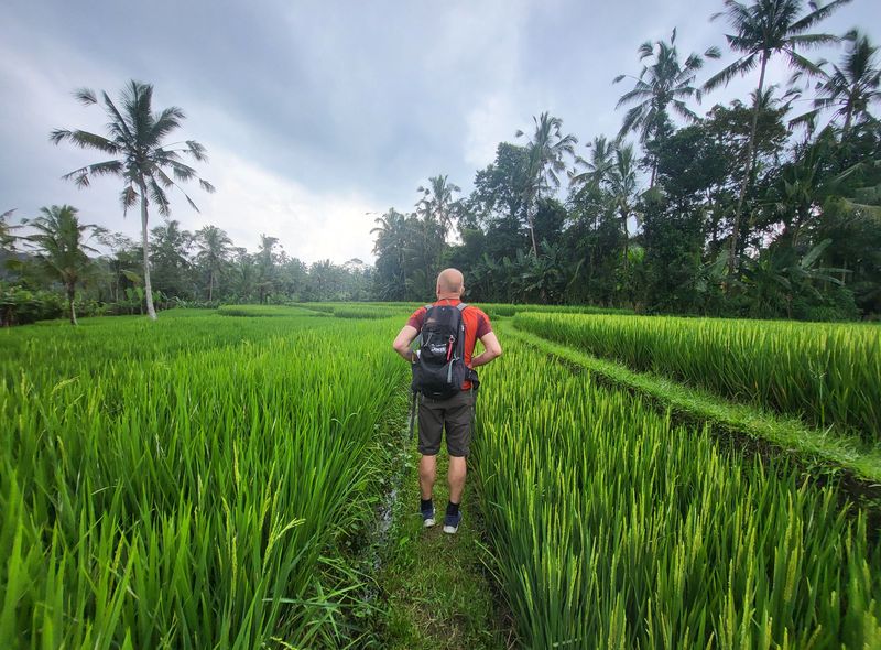 Bali rijstveld