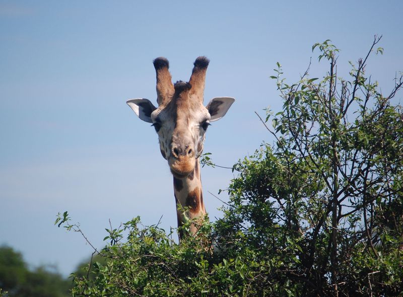 Groepsreis Oeganda safari giraf