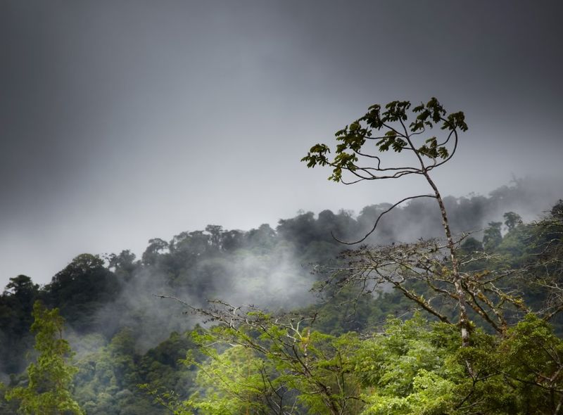 Het Monteverde Cloud Forest Reservaat, Costa Rica