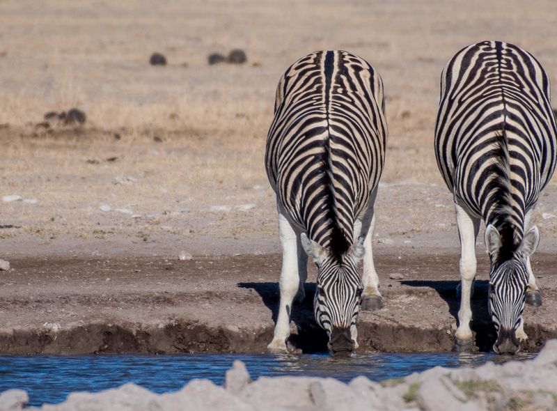 Safari’s in het nationale park van Etosha.