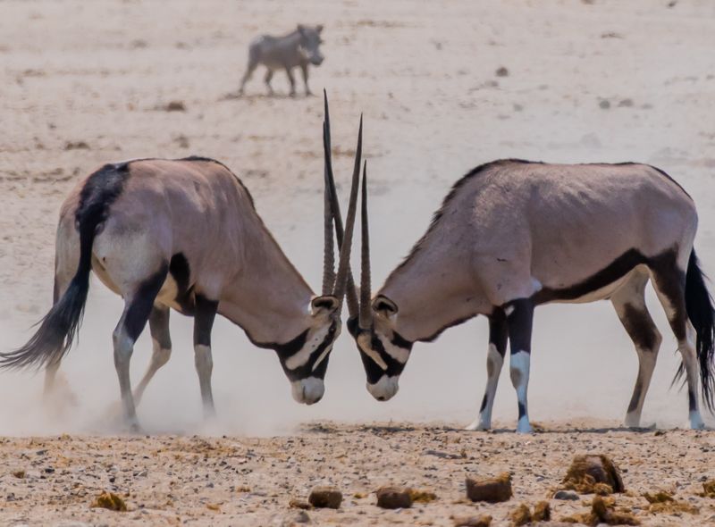 Safari’s in het nationale park van Etosha.