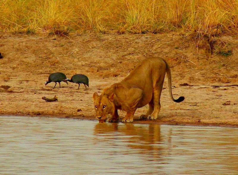 Safari in Parc Pendjari