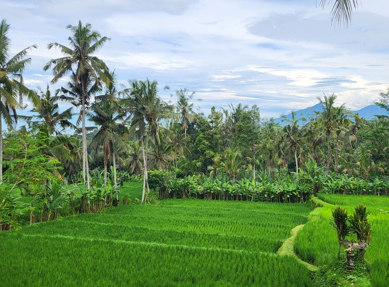 Bali