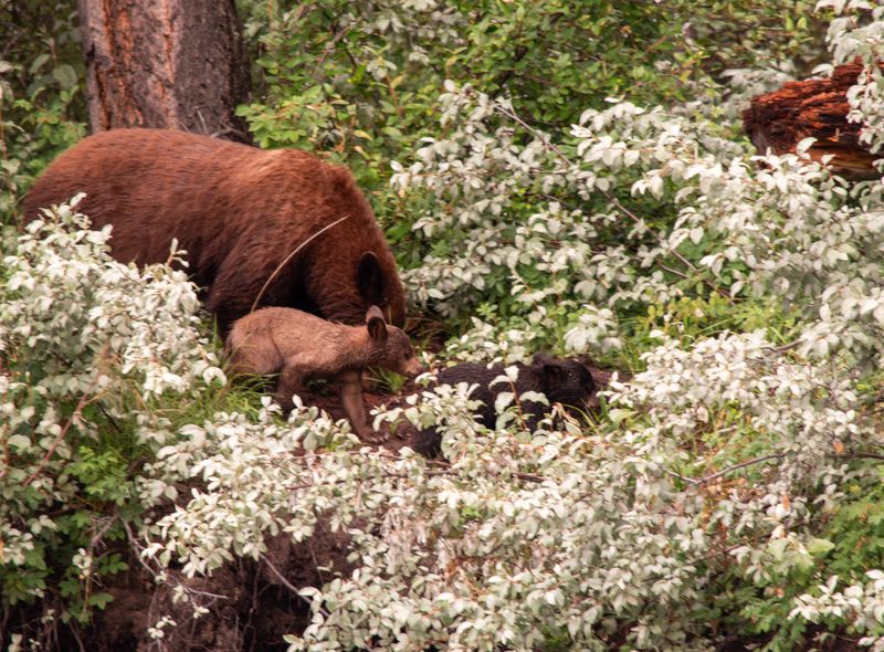 wildlife canada