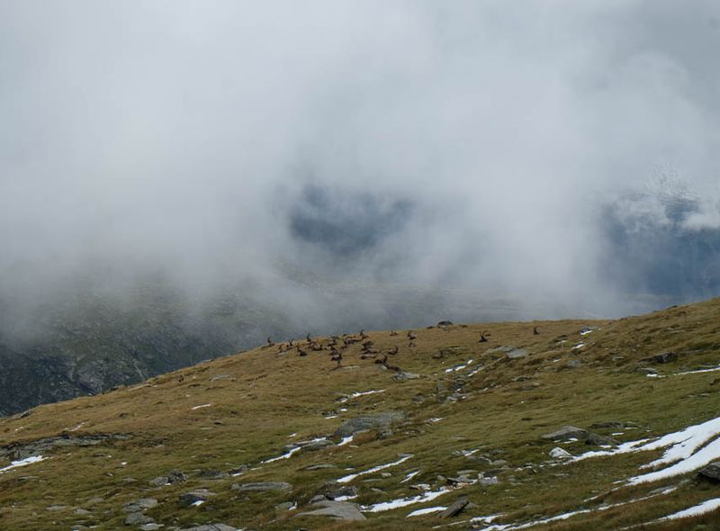 Steenbokken in het Nationaal Park van de Vanoise