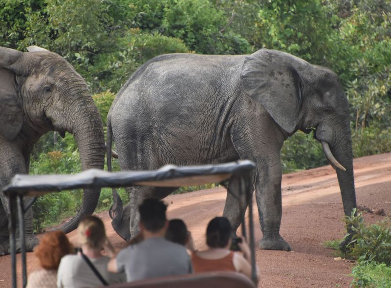 Groepsreis Ghana - Mole National Park - olifanten spotten - safari